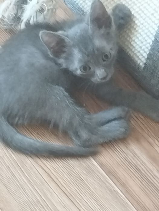 Котята ищут семью
