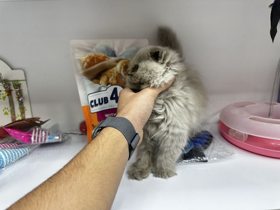 котенок скоттиш фолд 2 месячный