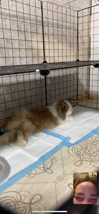 Дикоративный кролик