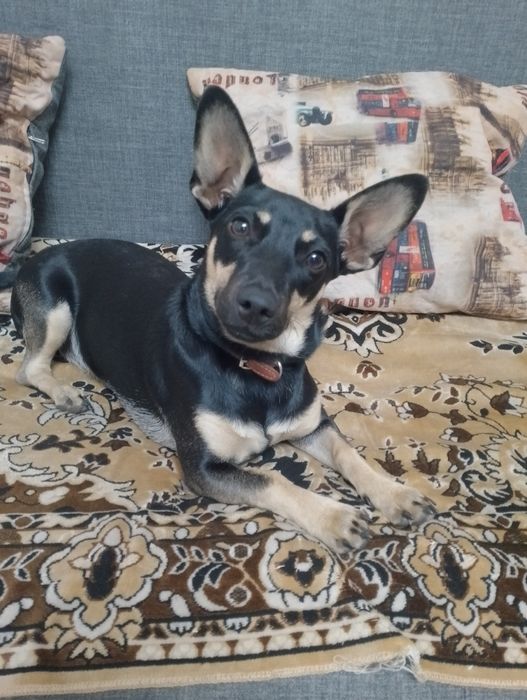 10.000тг Карликовый пинчер