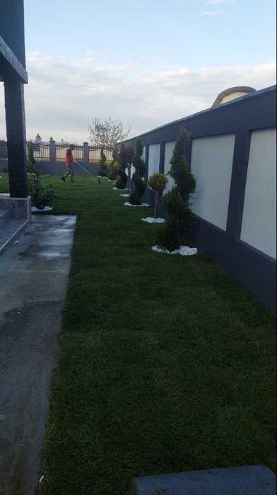 Gazon Rulou Verde Imediat la Tine în Curte