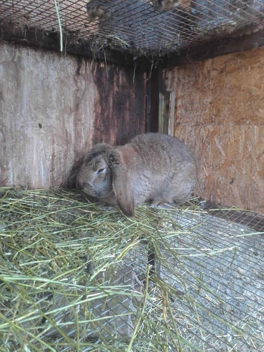 iepuri de vanzare mari ( berbec + belgian)