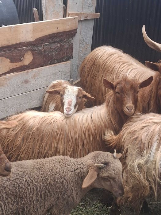 Vand oi fatate si carlani