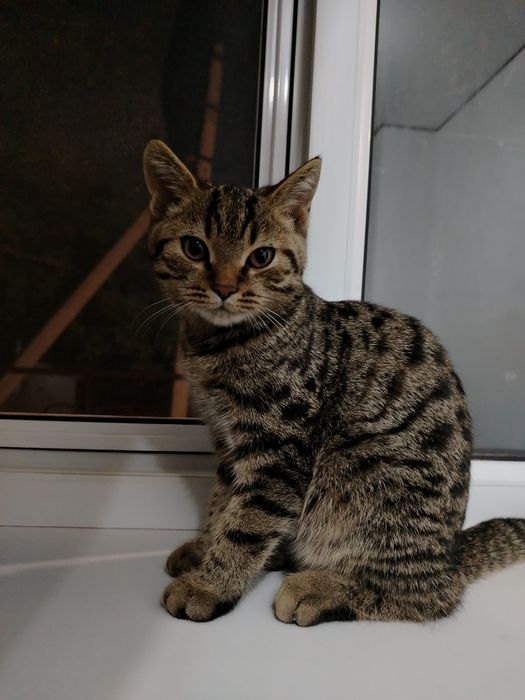 Домашная Котенок продаю
