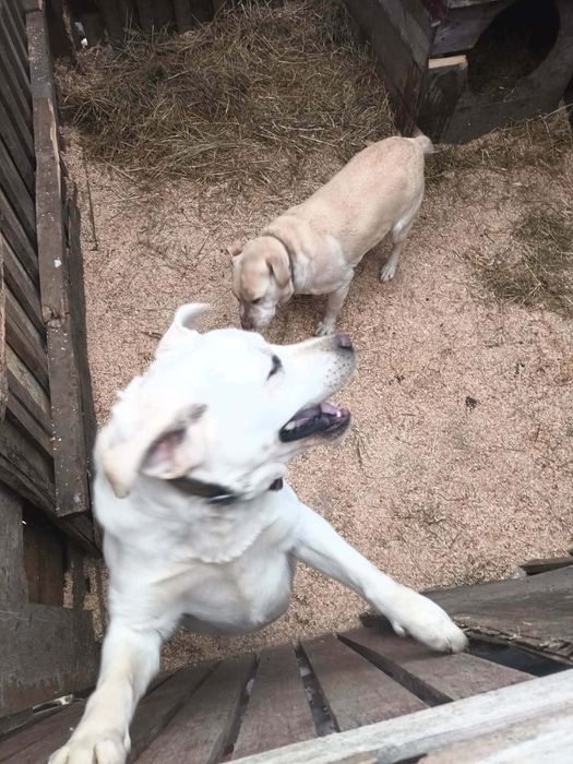 Se vinde caini labradori