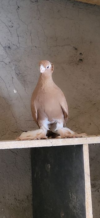 Голубий валерные