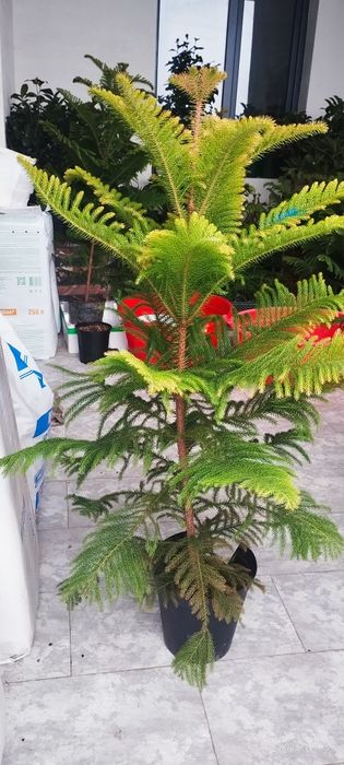 Уход за растениями