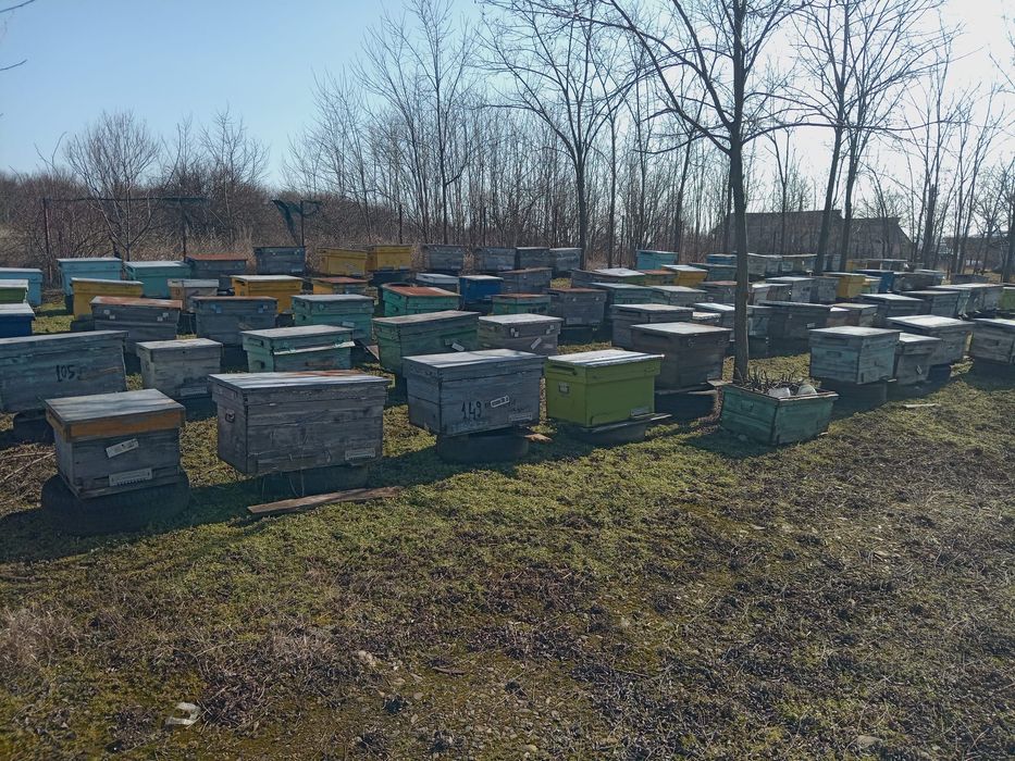 Vând 200 familii albine sau schimb cu tractor