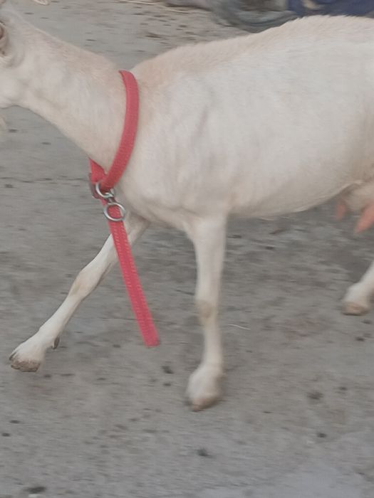 Zanin zotli echki sotiladi 1chi qorin 1.5litr