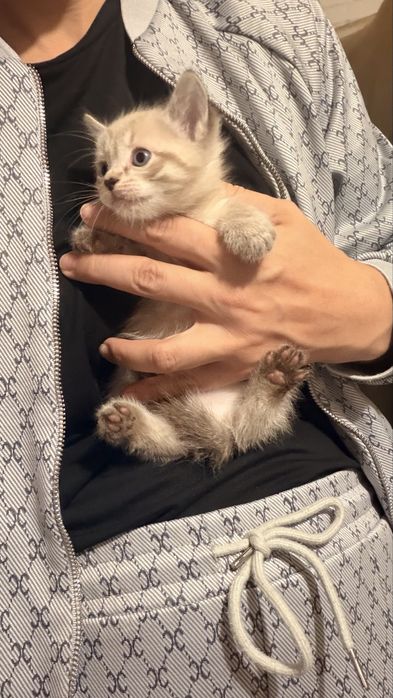 Котята к лотку приучены