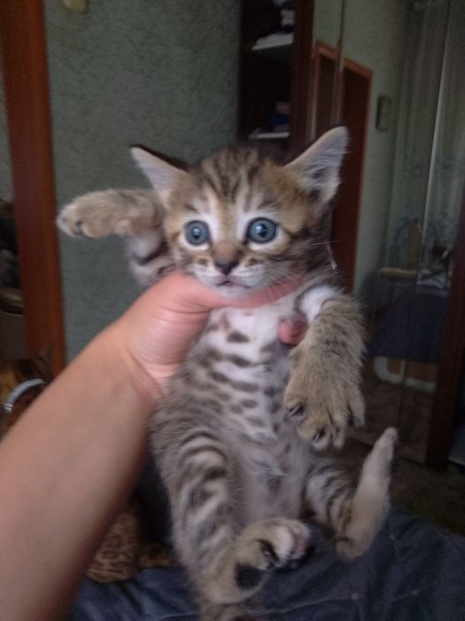 Бенгальские котята