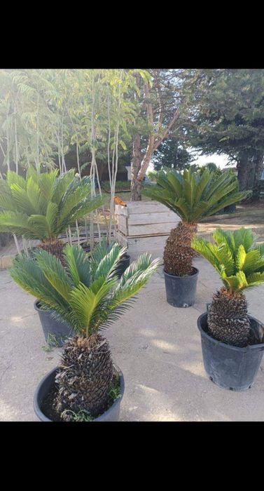 Озеленяване и поддръжка за вашата градина