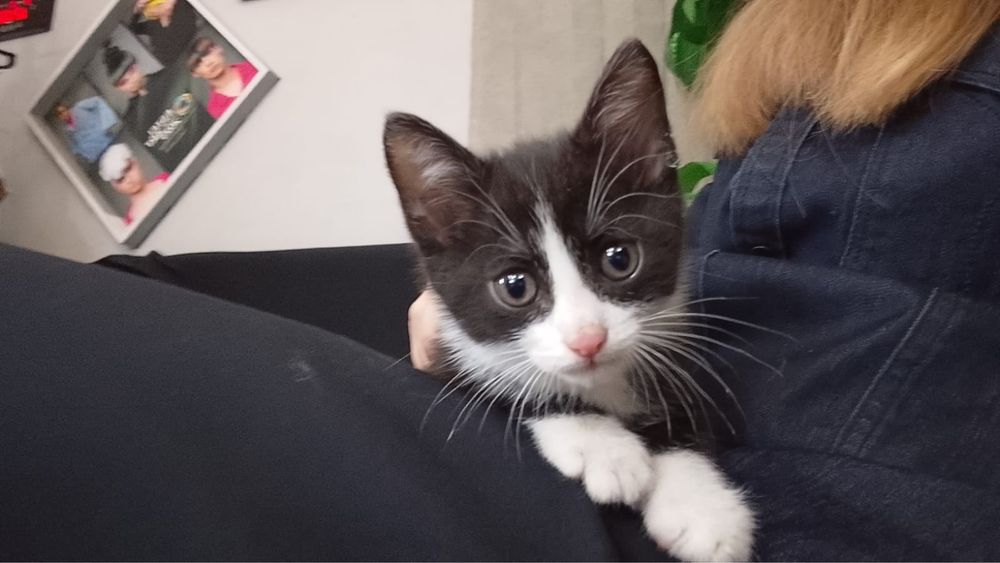 Котенок ищет дом