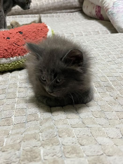 Котенок мальчик в добрые руки