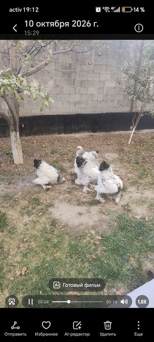 Продам петушок светлой брамы