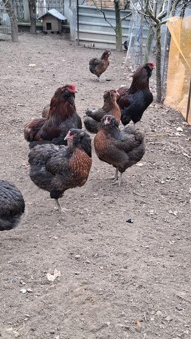 Araucana potarnichiu salbatic.