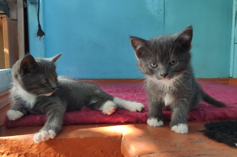 Отдам котят в добрые руки