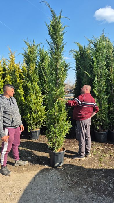 Platan  acer platanoides  catalpa  globular