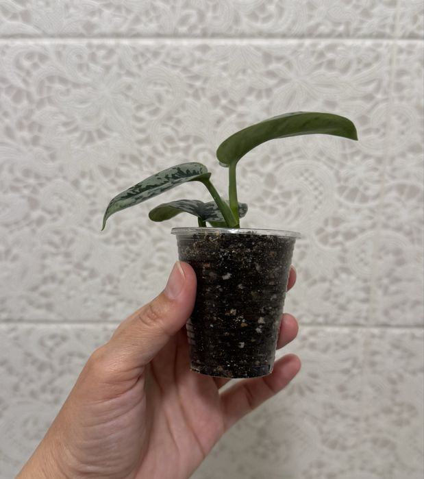 Сциндапсус Сильвер леди! Эпипремнум! Комнатные цветы!