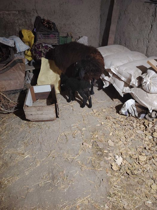 Ona bola qoʻy sotiladi