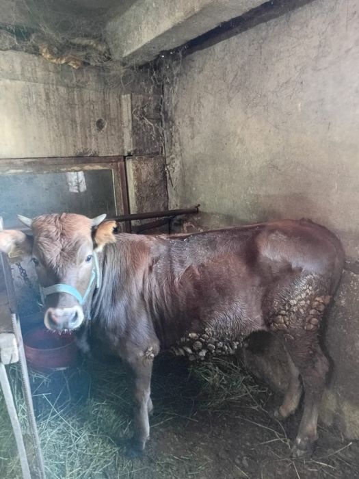 Животное Тёлка 9 месяцев