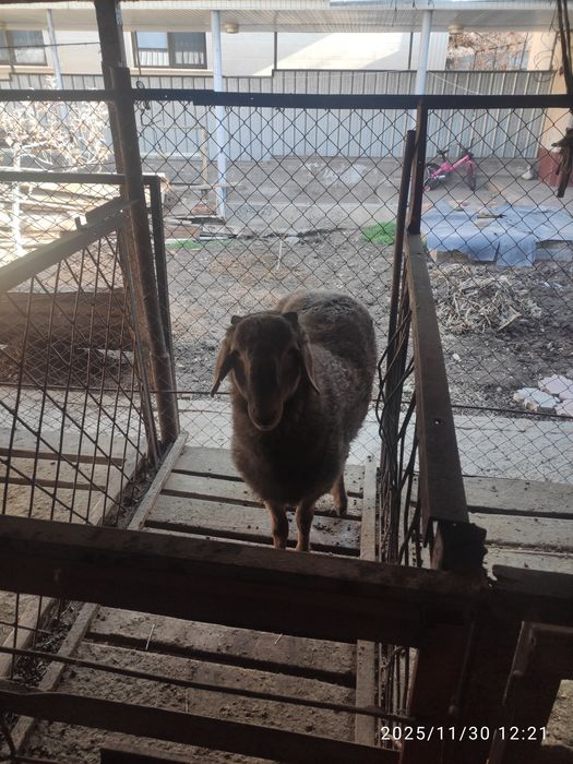 Баран, овцы, қой