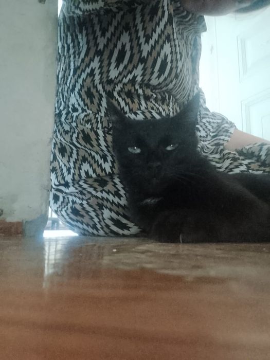 Кошка в добрые руки
