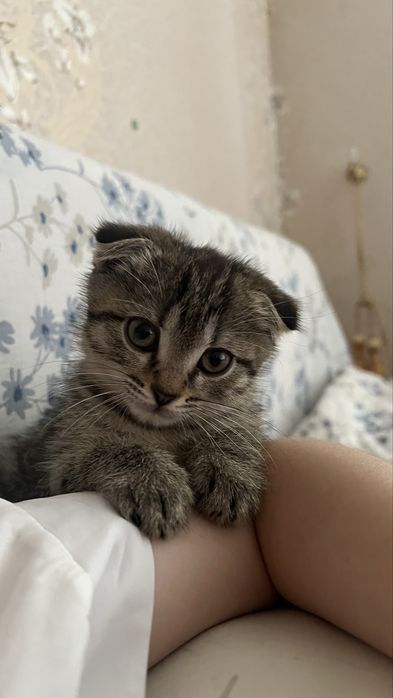 Висоухий котенок мальчик