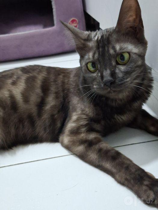 Bengal. Toza qonli bengal mushuk. Bengal mushuk. Mushuk.