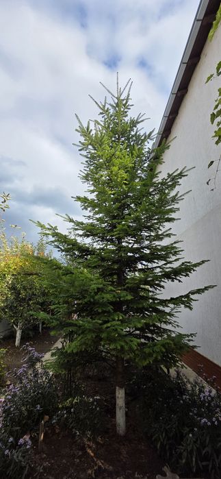 Brad verde natural 6-7 metri înălțime