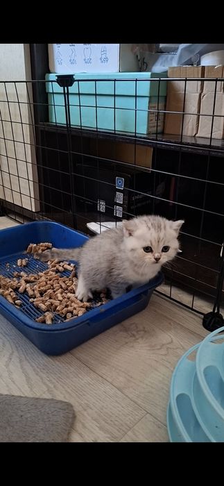Породистые котята 40