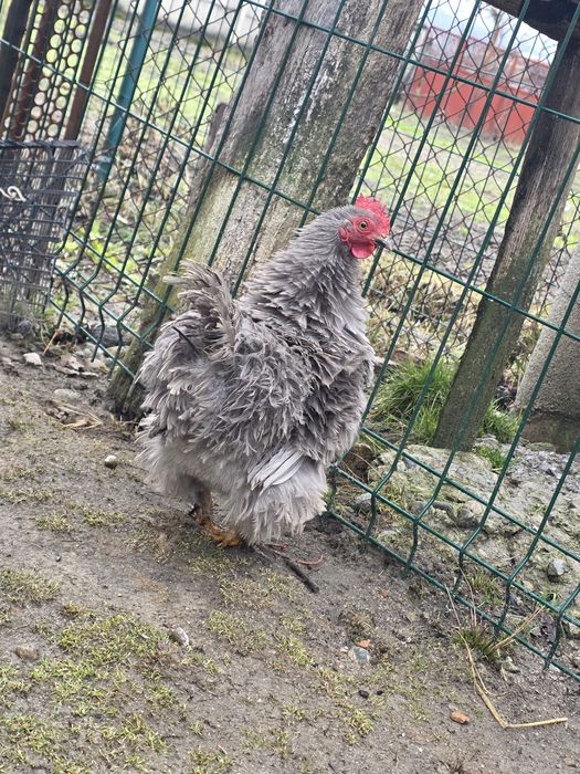 În curând puișori de la păsările din imagini