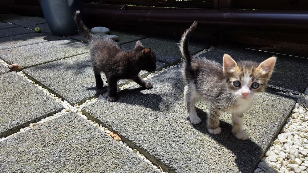 Pisicute spre adoptie in varsta de 5 saptamani