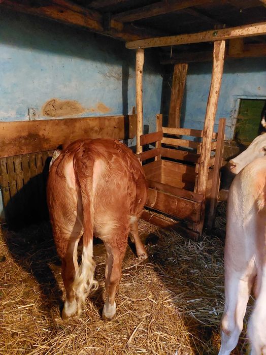 Vițea bălțată de 7 luni