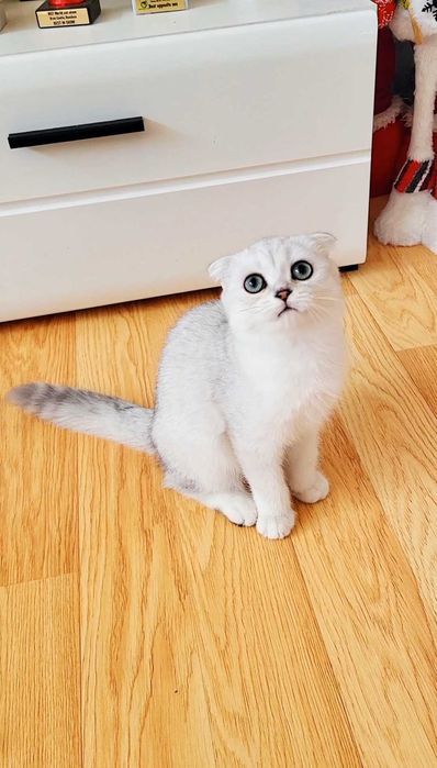 Baiat scottish fold cu pedigree