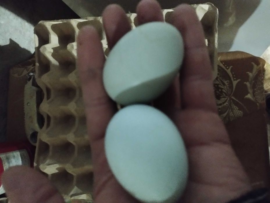 AYAM SEMANI zotli tovuqlar sotuvda