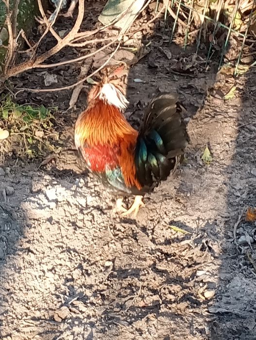 Vând cocosi pitici!