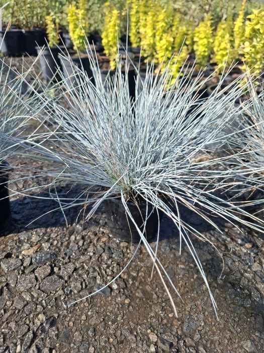 Producator vand iarba albastra si diferite plante ornamentale