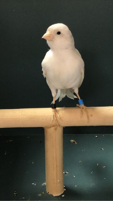 Канарейка (кенор ) поющий