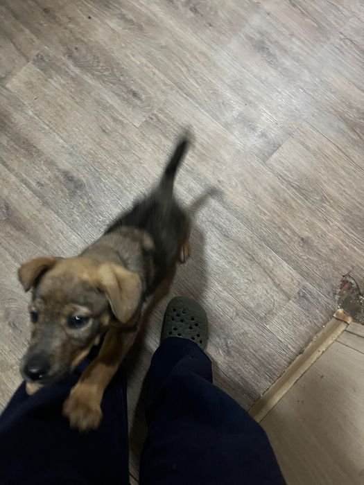 Продам Щенка в хорошие руки