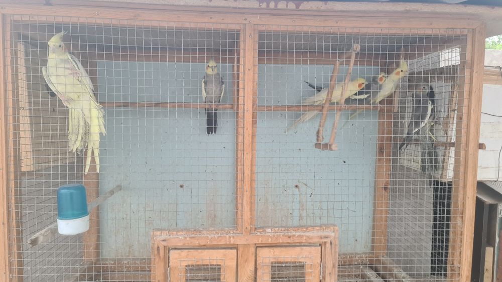 Karella papugayi sotiladi 6ta