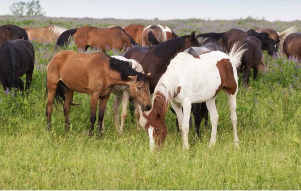 Продам лошадей разных