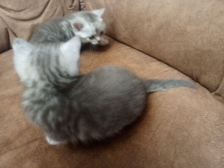 Котята шотландцы