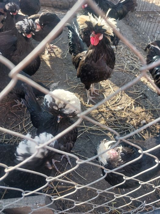 Perechi motate olandeze 150