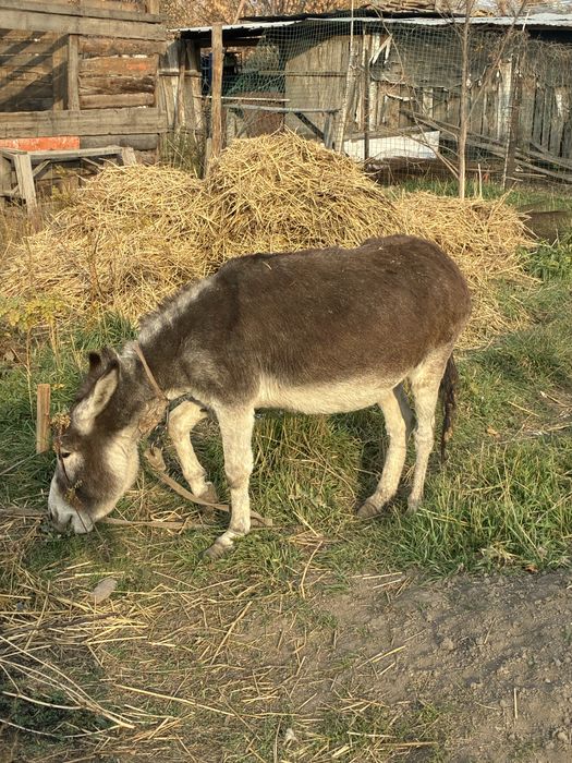 Осел продаю молодой