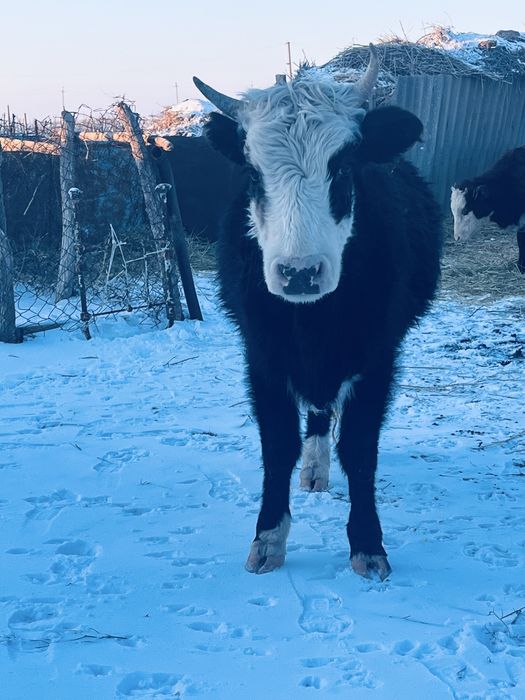 Туатын буаз сйыр сатылады