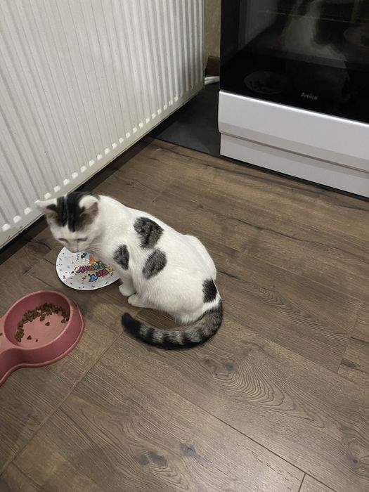 Подарявам малки котета.