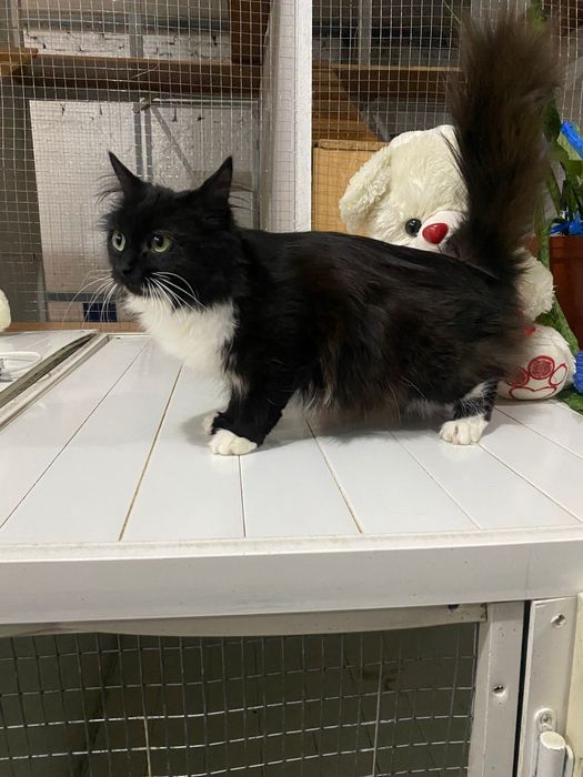 Кошечку Мусю в добрые руки