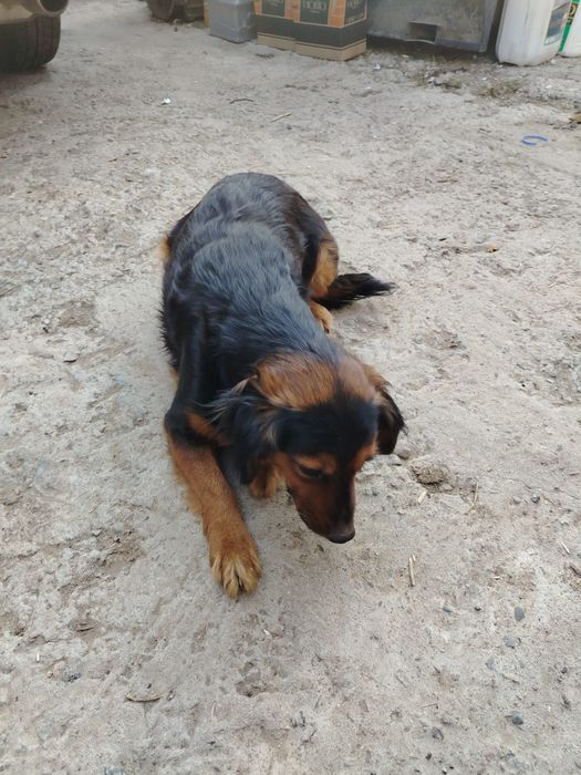 Отдам щенков в хорошие руки