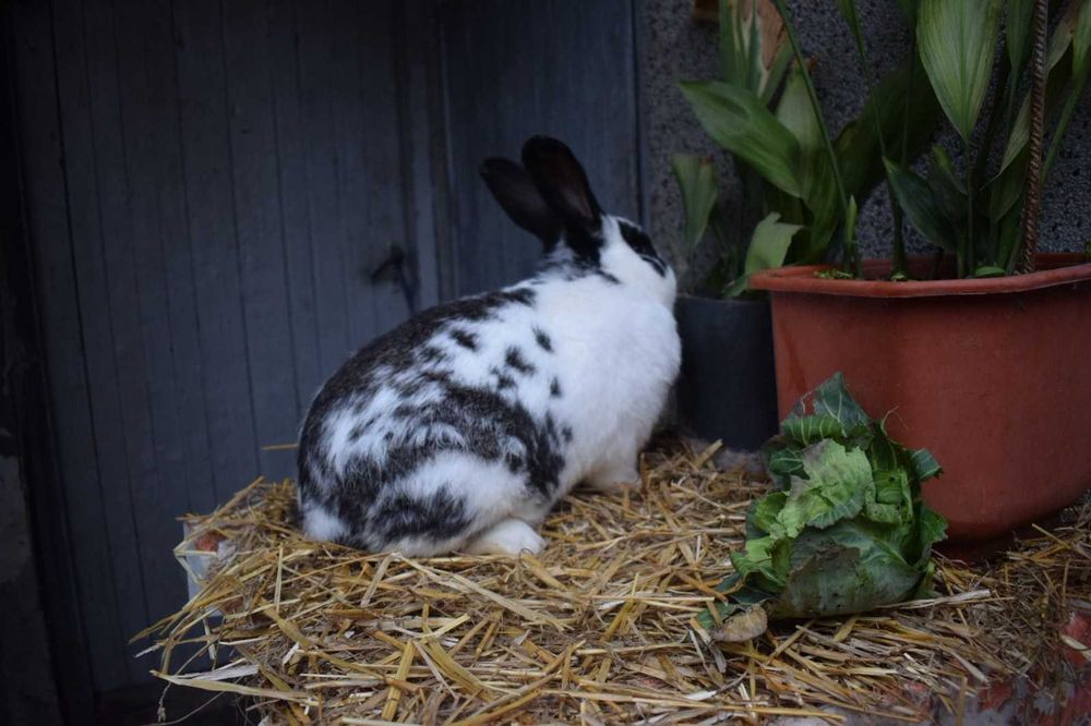 Продавам мъжки и женски зайци за разплод